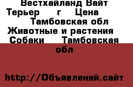 Вестхайланд Вайт Терьер 2,5 г. › Цена ­ 25 000 - Тамбовская обл. Животные и растения » Собаки   . Тамбовская обл.